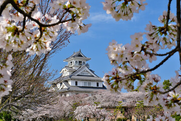 桜咲く豊公園の長浜城　滋賀県