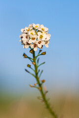 Allysum, sweet alyssum or sweet Alison (Lobularia maritima) in Provence - France.