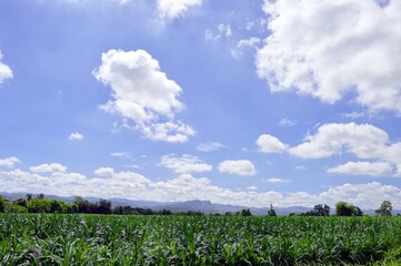 field and blue sky