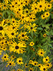 Various Sized Bright Yellow Black Eyed Susan Flowers Filling Most of the Frame