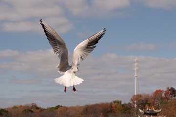 seagull flying in the sky