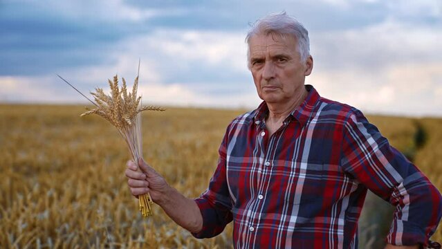 Male aged Caucasian farmer holding a bouquet of ripe ears of wheat in hands. Old man in the field of corn.