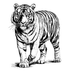 Fototapeta na wymiar black and white of a bengal tiger on a white background. high contrast for laser engraving white background. Created with generative AI