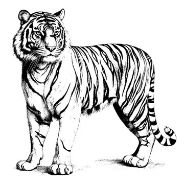 black and white of a bengal tiger on a white background. high contrast for laser engraving white background. Created with generative AI