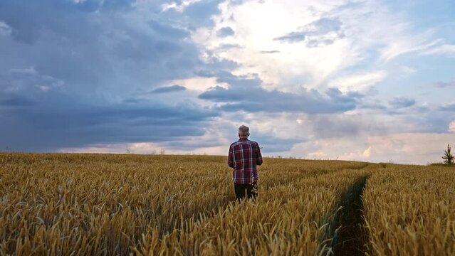 Aged farmer going through the beautiful field of ripe wheat. Man stops, looks around and on the yellow spikelets in hands.