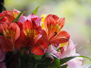 アルストロメリアの花束