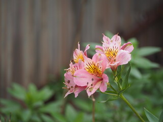アルストロメリア　ピンクの花