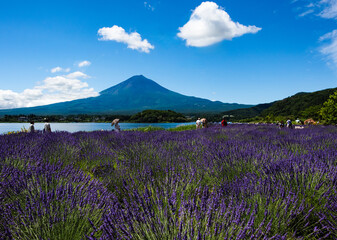 Obraz premium 大石公園から富士山とラベンダー