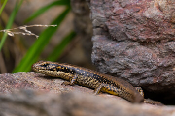 Nature's Camouflage: Australian Lizard Concealed on a Rock in the Bush