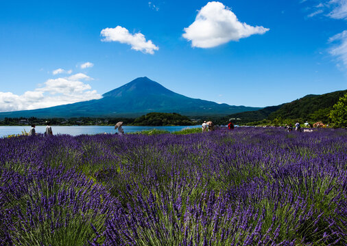 大石公園から富士山とラベンダー