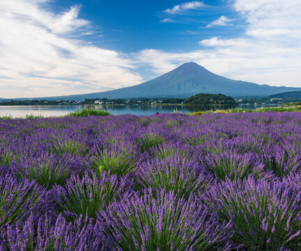河口湖大石公園から富士山とラベンダー