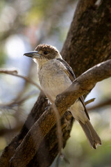 grey butcherbird on a branch