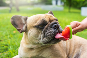 French bulldog lying at field licking popsicle on summer.