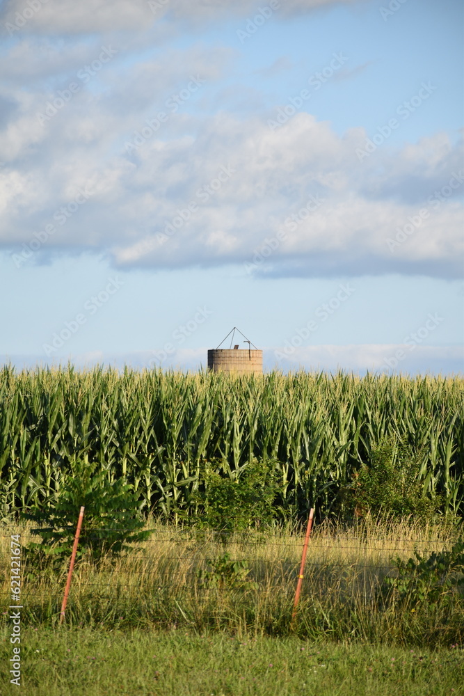 Wall mural corn field with a silo in the distance