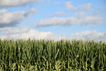 Corn Field