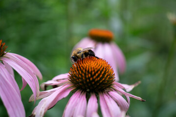 bee on a flower