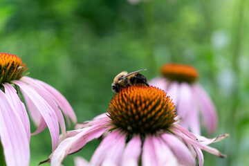 bee on a flower