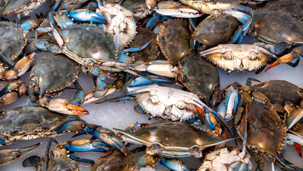Blue crabs for sale in the market - 621423206