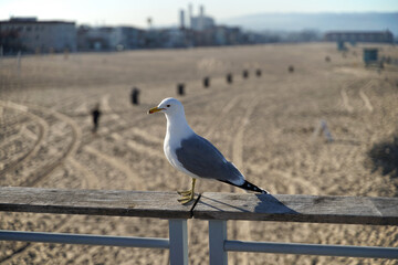 seagull on the railing at the beach - 621423452