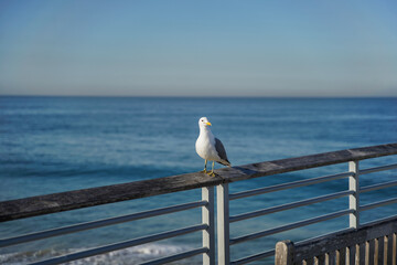 Seagull on the railing at the beach - 621423472