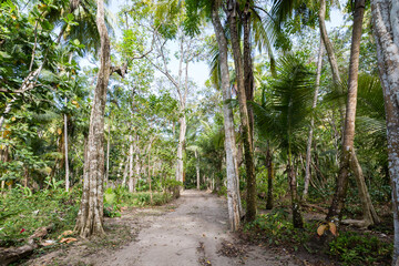 Saint Lucia path in forest