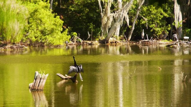 A long-necked Anhinga Suns Itself while Surveying Pond