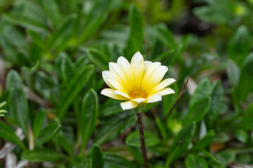 春の胡淵で見つけたガザニアの花
