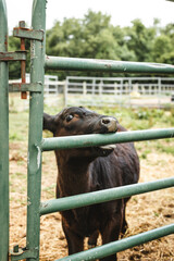 Baby calf in the ring 
