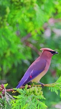 Oiseau Yoko violet sur une branche d'arbre