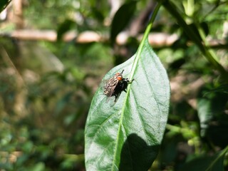 fly