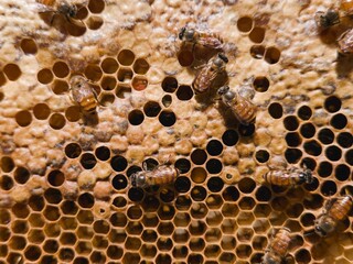 Working bees on honey cells.