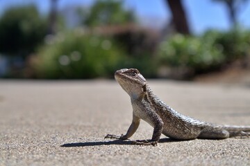 lizard on the rock closeup