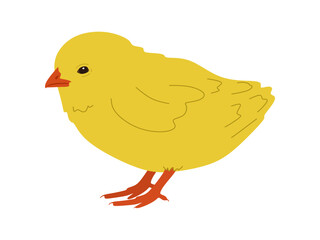 Cute chick vector. Hand drawn small chicken in colored doodle style. Flat illustration of standing beautiful chick isolated on white background. Vector illustration