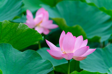 古代蓮の花びら