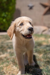 golden retriever puppy