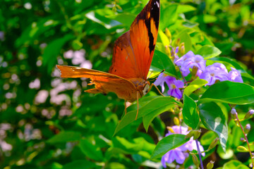 Leaf-eating Butterfly, Animal closeup, Macro photo of a Leaf-eating Butterfly (Doleschallia Bisaltide) perching on ornamental plants in the yard, photographed using a macro lens, Bandung - Indonesia. 