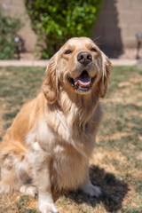golden retriever dog smile front