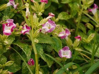 Torenia fournieri.