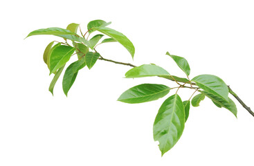 Branch of Indian olive-green leaves isolated on transparent background.