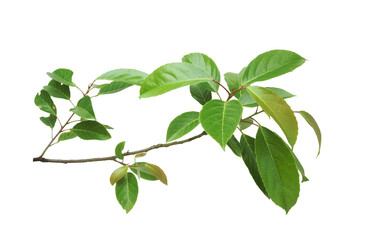 Branch of Indian olive-green leaves isolated on transparent background.