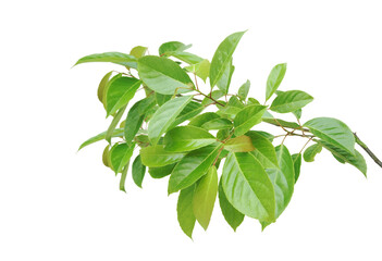 Branch of Indian olive-green leaves isolated on transparent background.