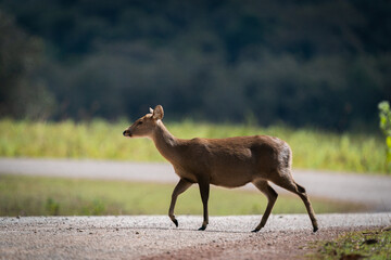 Hog Deer standing on the road in the forset in Thailand.