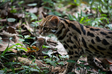 Leopard cat in the forset in Thailand.
