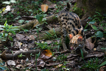 Leopard cat in the forset in Thailand.