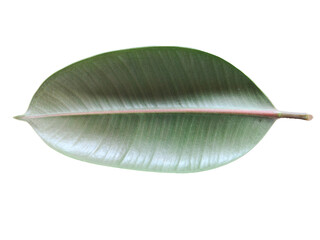 close up of a leaf