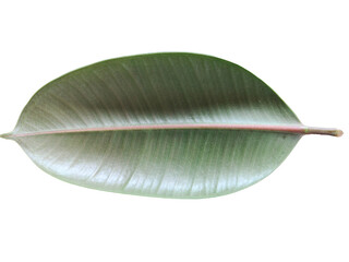 close up of a leaf