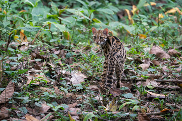 Leopard cat in the forset in Thailand.