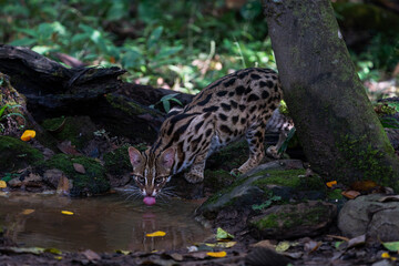Leopard cat in the forset in Thailand.
