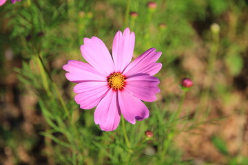 Obraz premium Pink and white cosmos flowers in the garden.Macro image.