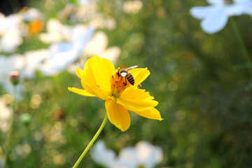 yellow and white cosmos flowers in the garden.Macro image.